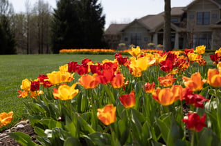 Tulips-3