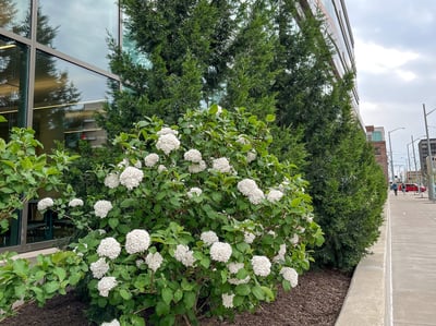 Viburnum and pine trees at Caresource