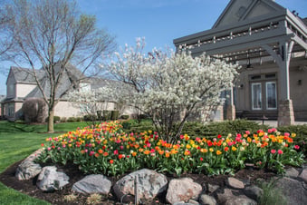 tulips 8
