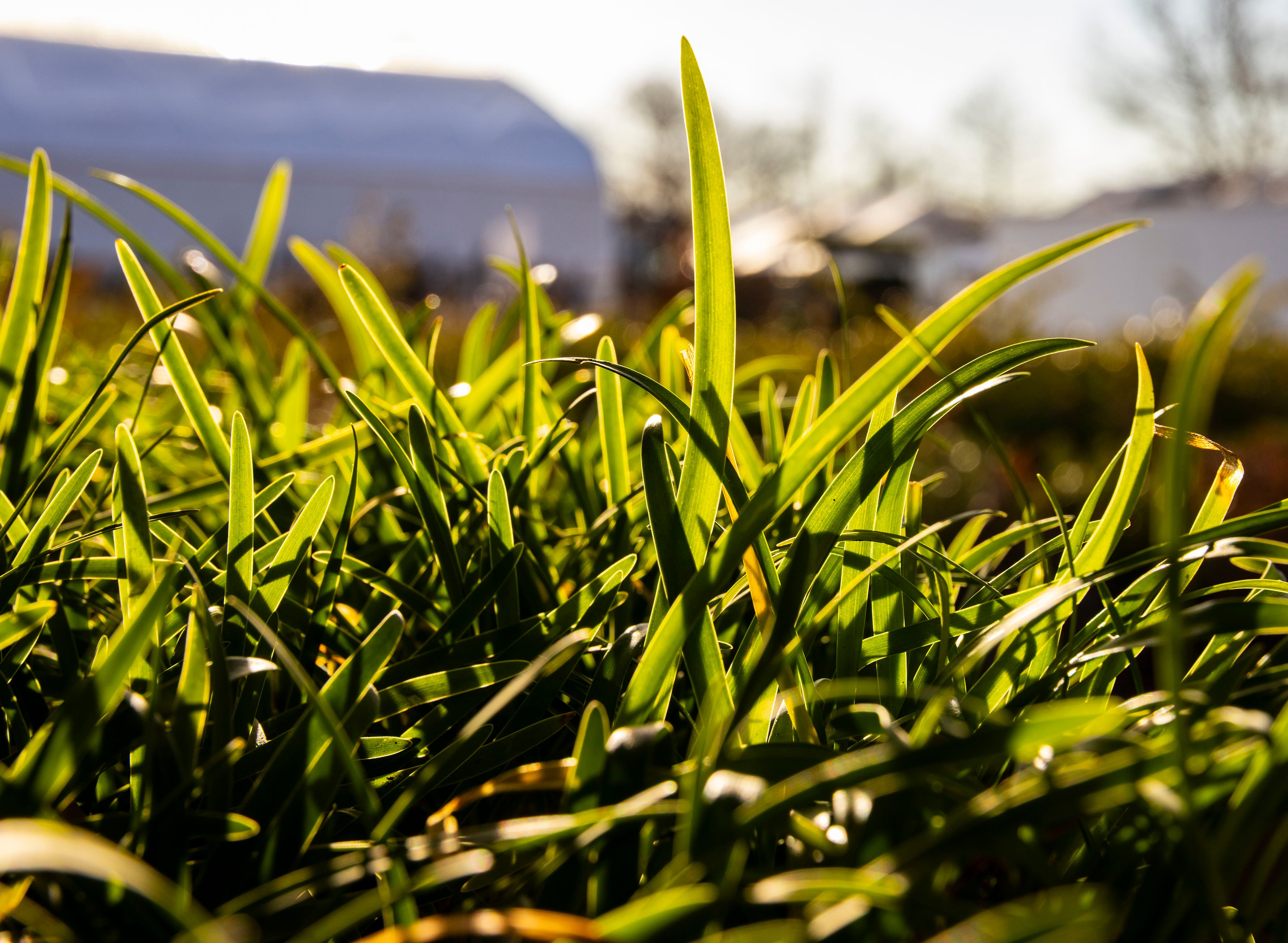 Great Idea: What Landscape Pros Are Thinking About This Spring