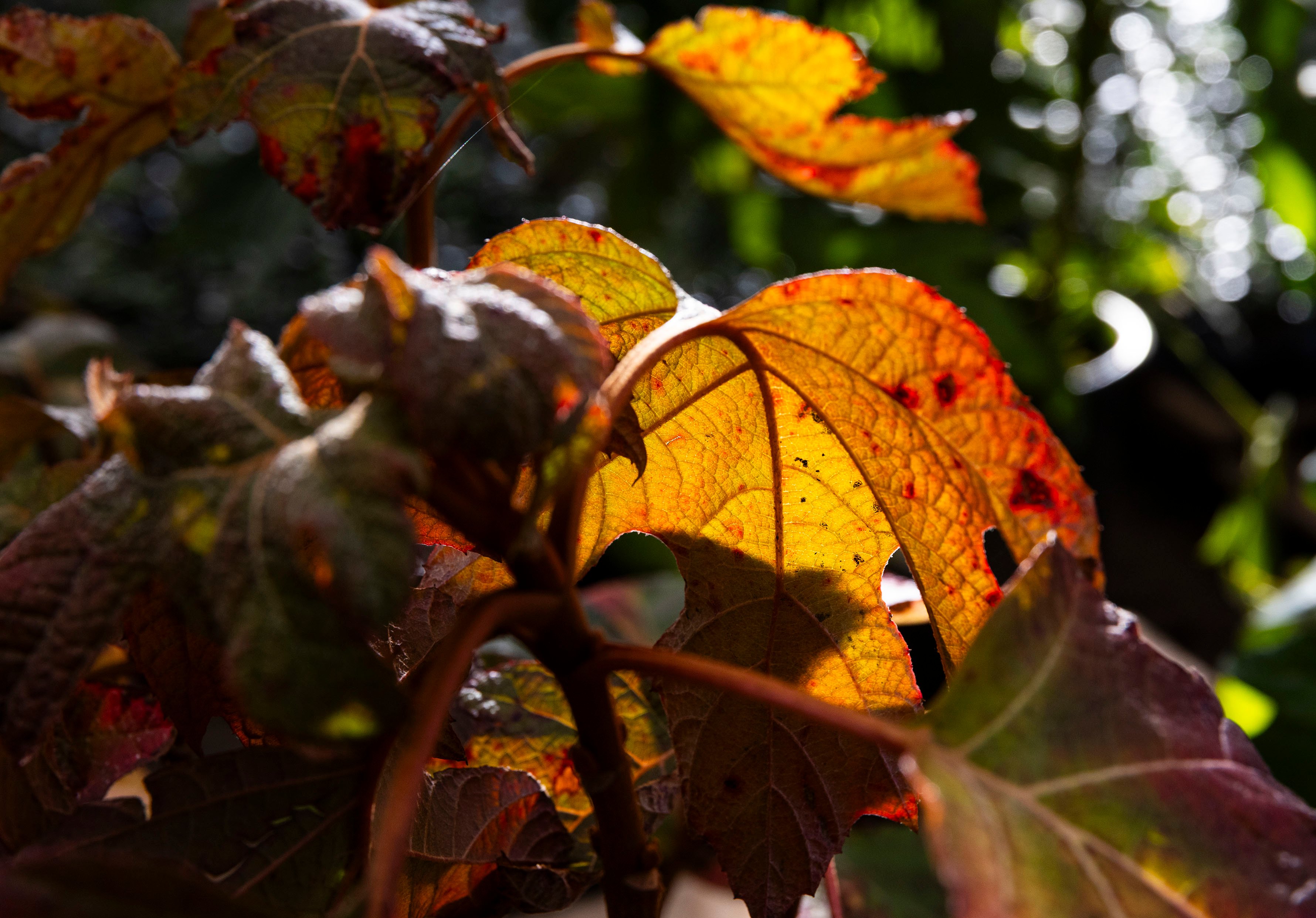 Landscaping Contract Template: What to Include and Why It Matters