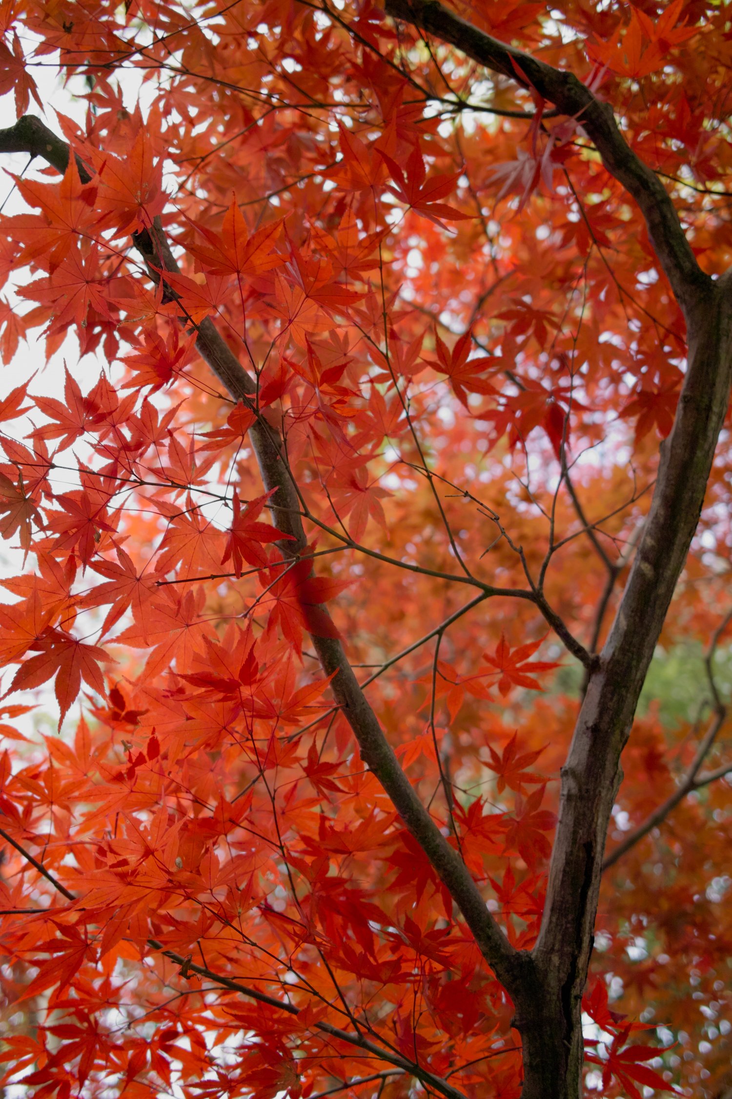 How to Recruit Talented Young People from Horticultural Programs