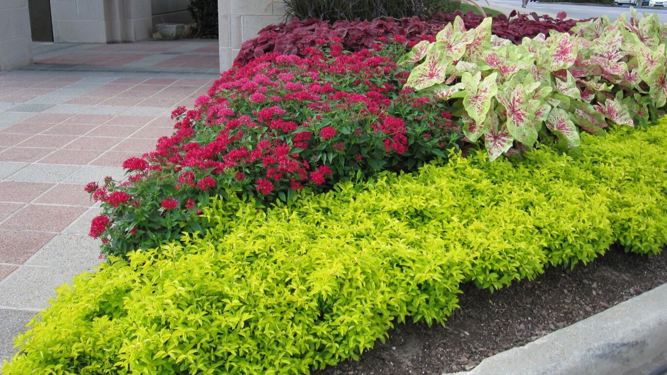 Great Idea: A Focus on The Flowers